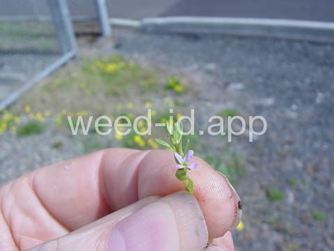 loosestrife, hyssop